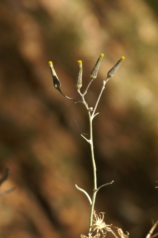 Senecio quadridentatus